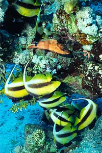 Pesce farfalla virgola (Heniochus intermedius)