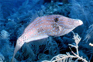 Pesce lima scrittura (Aluterus scriptus)