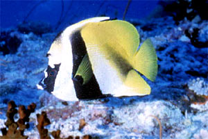 Pesce bandiera mascherato (Heniochus monoceros)