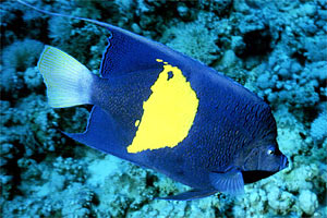 Pesce angelo maculato (Pomacanthus maculosus)