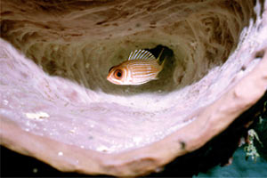 Olocentride (Holocentrus rufus)