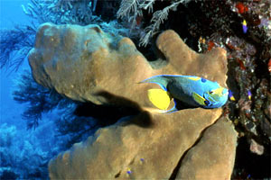 Pesce angelo regina (Holacanthus ciliaris)