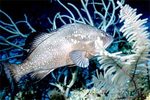 Cernia inerme marmorizzata (Dermatolepis inermis)