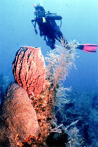 Spugna barile dei Caraibi (Xestospongia muta)