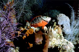 Pesce pappagallo di fuoco (Sparisoma viride)
