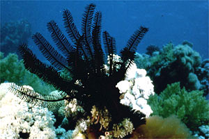 Crinoide (Oxycomanthus bennetti)