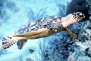 Tartaruga (Eretmochelys imbricata)