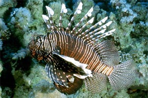 Pesce cobra (Pterois miles)
