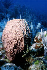Spugna barile dei Caraibi (Xestospongia muta)