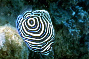 Pesce angelo imperatore (Pomacanthus imperator)