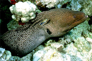 Murena gigante (Gymnothorax javanicus)