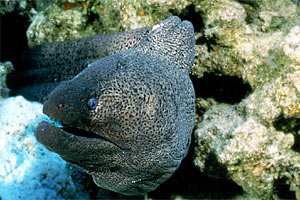 Murena gigante (Gymnothorax javanicus)