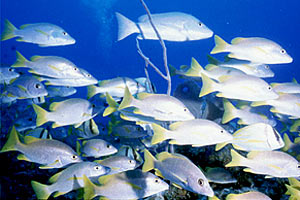 Grugnitore (Lutjanus apodus)