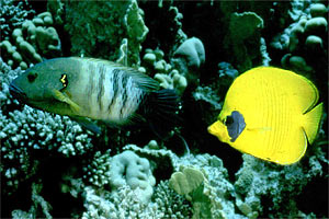 Tordo dalla coda sfrangiata (Cheilinus lunulatus)