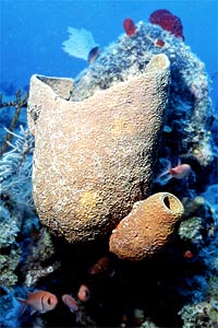 Spugna (Verongula gigantea)