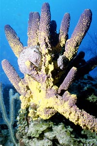 Spugna (Pseudoceratina crassa)