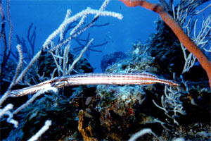 Pesce trombetta (Aulostomus maculatus)