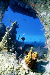 Spugna (Pseudoceratina crassa)