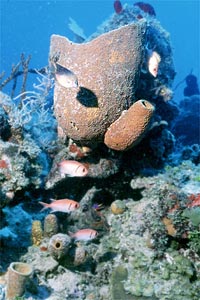 Spugna (Verongula gigantea)