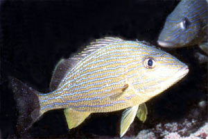 Emulide (Haemulon sciurus)