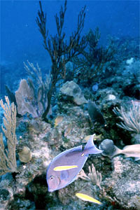 Pesce chirurgo blu (Acanthurus coeruleus)