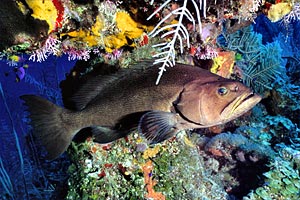 Cernia dei coralli (n.d. n.d.)