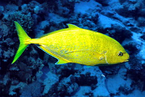 Carango dorato (Carangoides bajad)