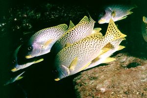 Gaterino tropicale (Plectorhinchus gaterinus)