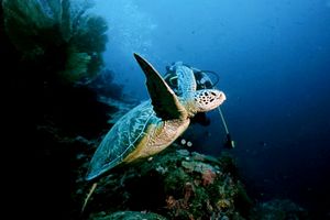 Tartaruga verde (Chelonia mydas)