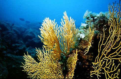 Gorgonia gialla (Eunicella cavolinii)