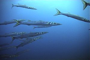 Barracuda boccagialla (Sphyraena viridensis)