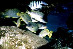 Gaterino tropicale (Plectorhinchus gaterinus)