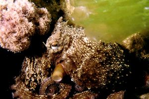 Polpo comune (Octopus vulgaris)