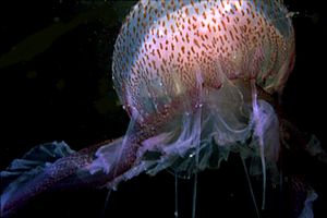 Medusa luminosa (Pelagia noctiluca)