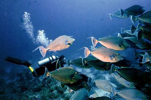 Pesce unicorno blu (Naso unicornis)