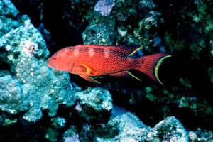 Cernia coda mezzaluna (Variola louti)