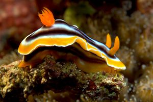 Chromodoris magnifica (Chromodoris magnifica)