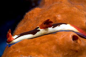 Nembrotha di Chamberlain (Nembrotha chamberlaini)