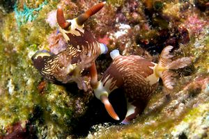 Nembrotha (Nembrotha lineolata)