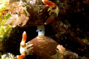 Nembrotha (Nembrotha lineolata)