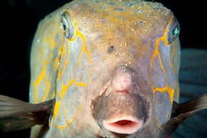 Pesce scatola cubo (Ostracion cubicus)