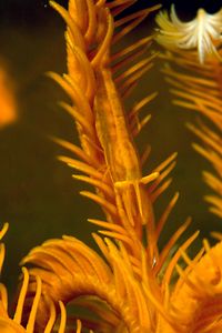 Gambero dei crinoidi (Periclimenes amboinensis)