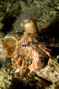 Paguro con anemoni (Dardanus pedunculatus)