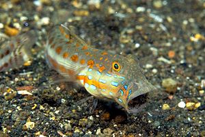 Gobide fanciulla (Valenciennea puellaris)