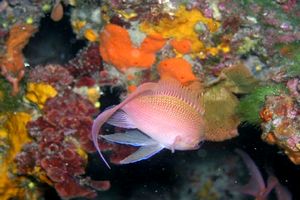 Castagnola rossa (Anthias anthias)