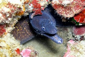 Murena (Muraena helena)