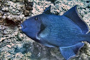 Pesce balestra (Pseudobalistes fuscus)