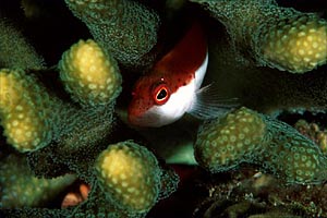 Pesce falco (Paracirrhites forsteri)