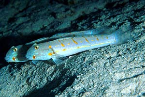 Gobide fanciulla (Valenciennea puellaris)