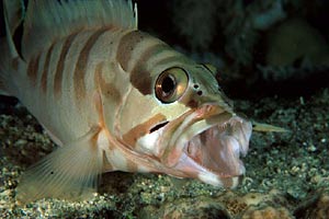 Cernia dal berretto basco (Epinephelus fasciatus)